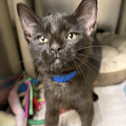 Enlarge Ron, an adopted Domestic Short Hair in North Myrtle Beach, SC image 3/4
