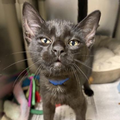 Enlarge Ron, an adopted Domestic Short Hair in North Myrtle Beach, SC image 2/4