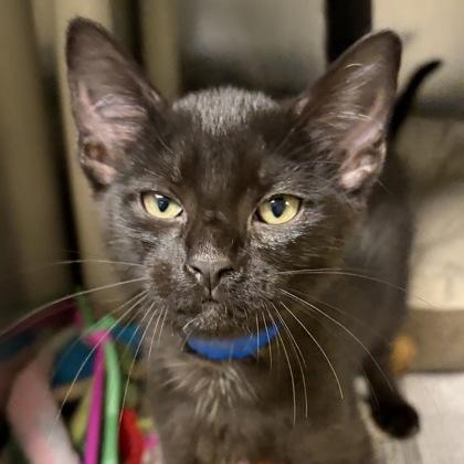 Ron, adopted, Young Male Domestic Short Hair.