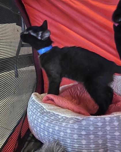 Enlarge Ron, an adopted Domestic Short Hair in North Myrtle Beach, SC image 4/4