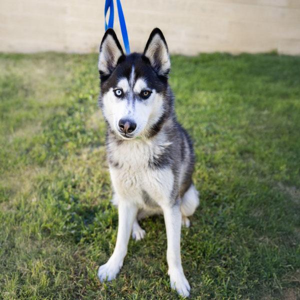 Snickerdoodle, Adoptable, Adult Female Siberian Husky.