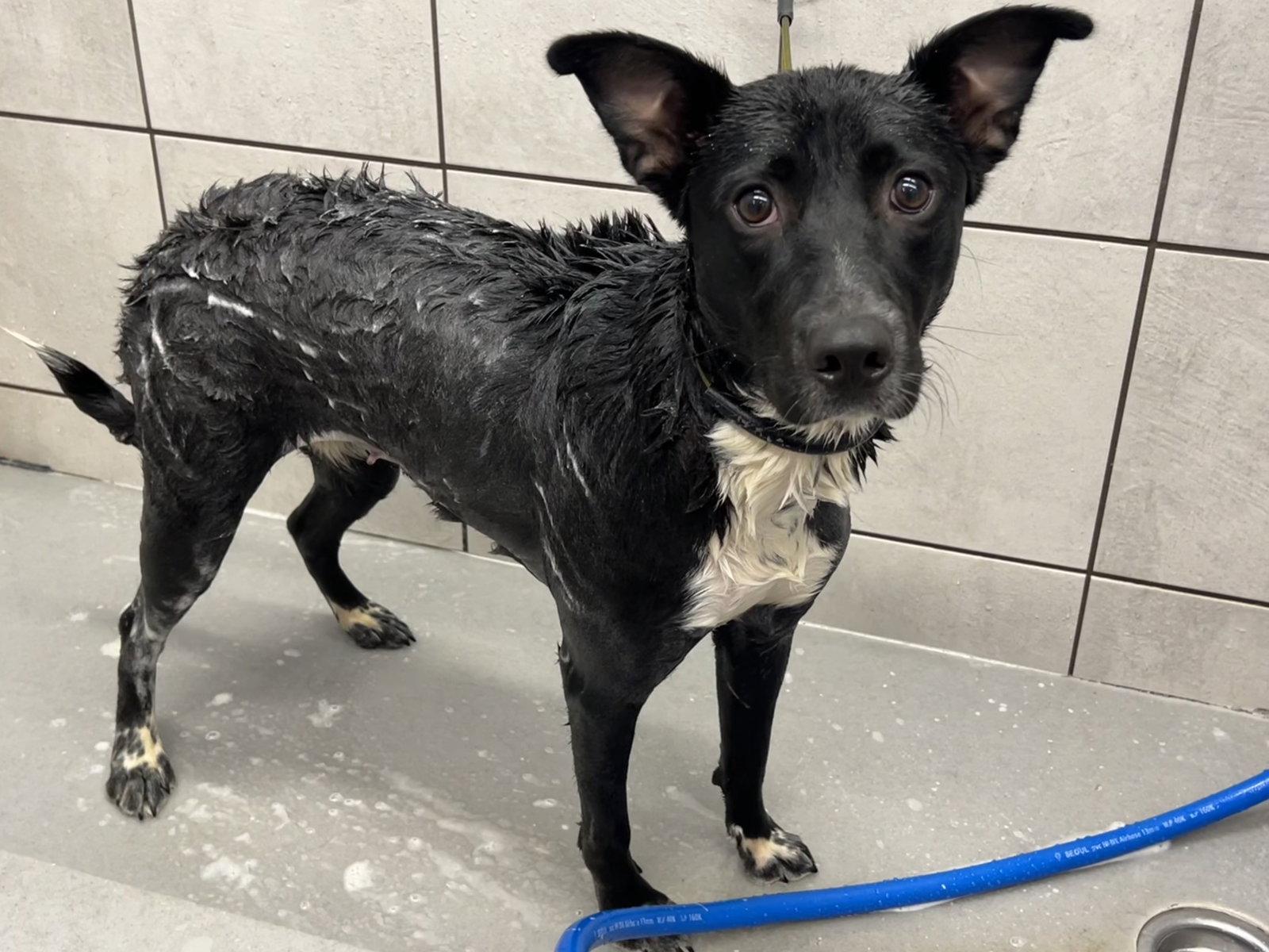Mya, Adoptable, Puppy Female Border Collie.