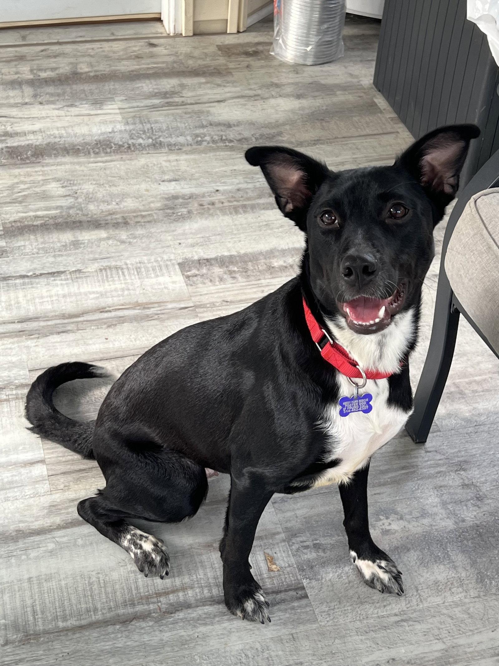 Enlarge Mya, a Adoptable Border Collie in St. Louis, MO image 2/3
