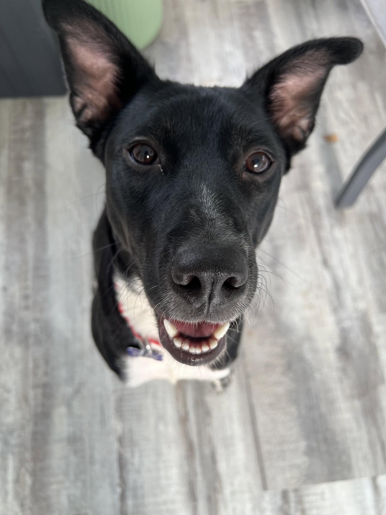 Enlarge Mya, a Adoptable Border Collie in St. Louis, MO image 3/3
