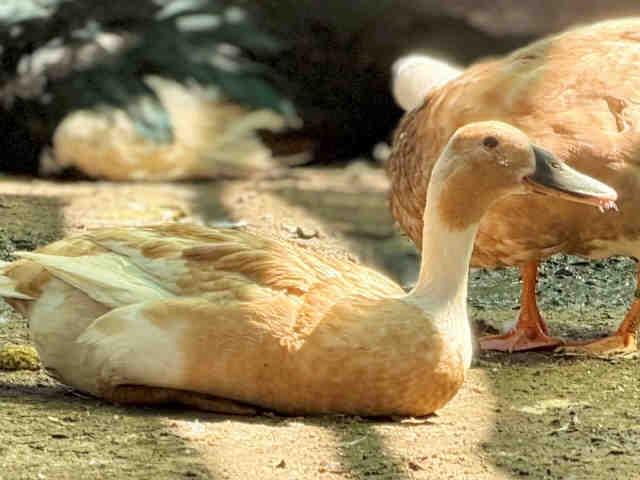 PEONY, Adoptable, Adult Female Duck.