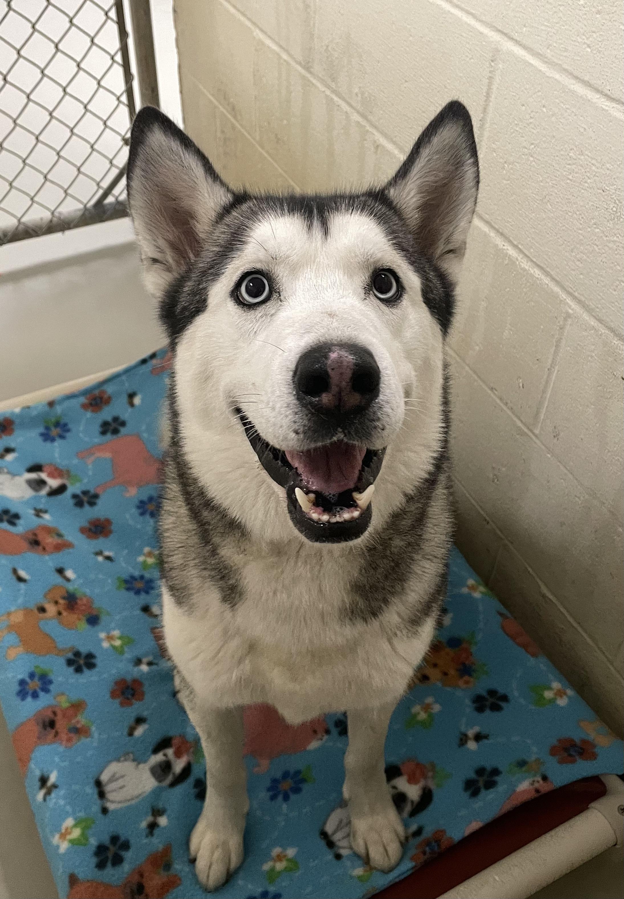 Dimitri, Adult Male Siberian Husky