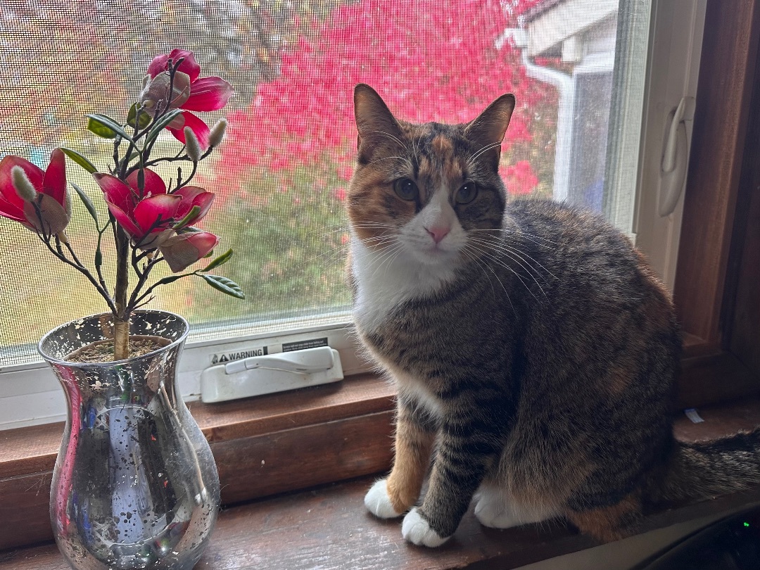 Willow , an adoptable Domestic Short Hair in Hamilton, MI, 49419 | Photo Image 4