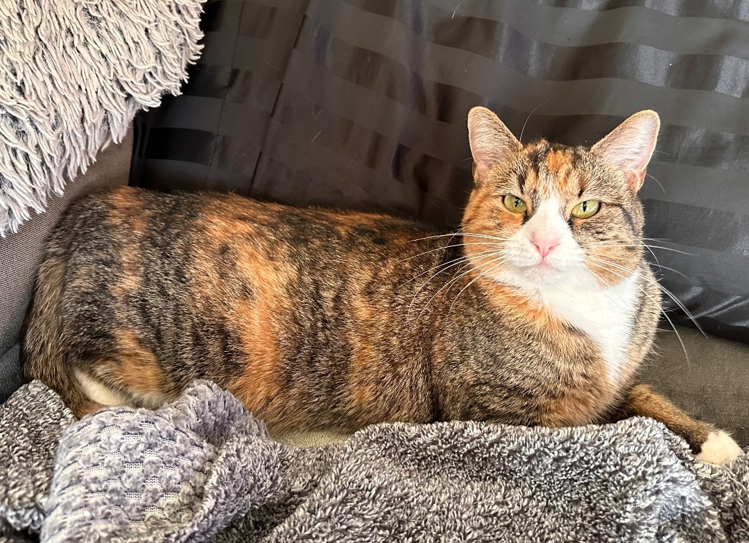 Willow , a Adoptable mixed breed in Hamilton, MI image 2/5