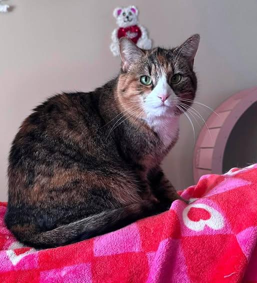 Willow , a Adoptable mixed breed in Hamilton, MI image 2/6