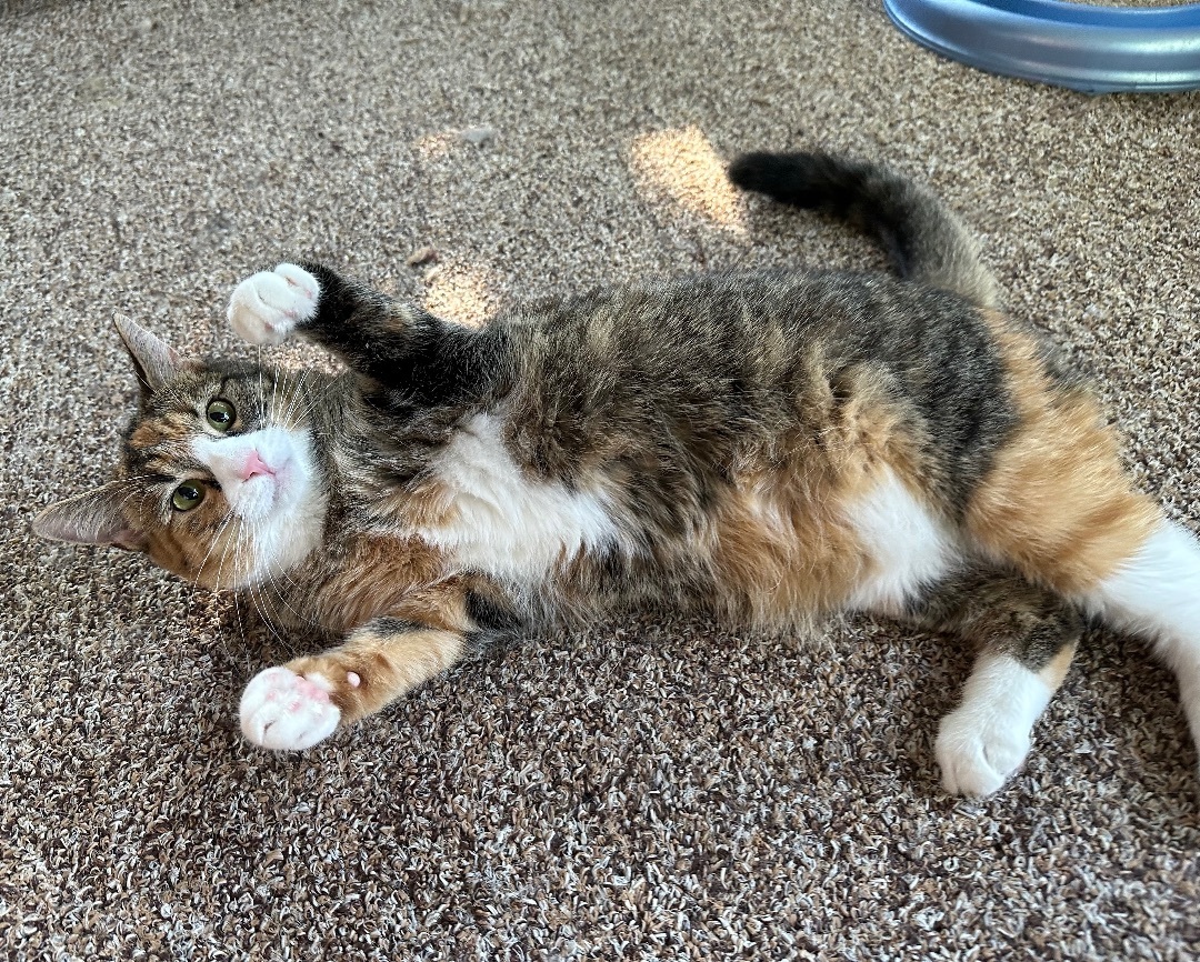 Willow , an adoptable Domestic Short Hair in Hamilton, MI, 49419 | Photo Image 5