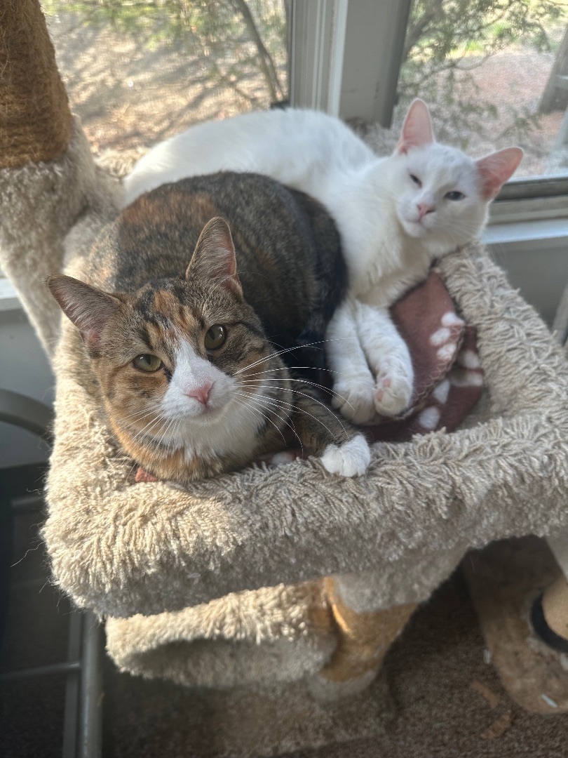 Willow , a Adoptable mixed breed in Hamilton, MI image 5/5