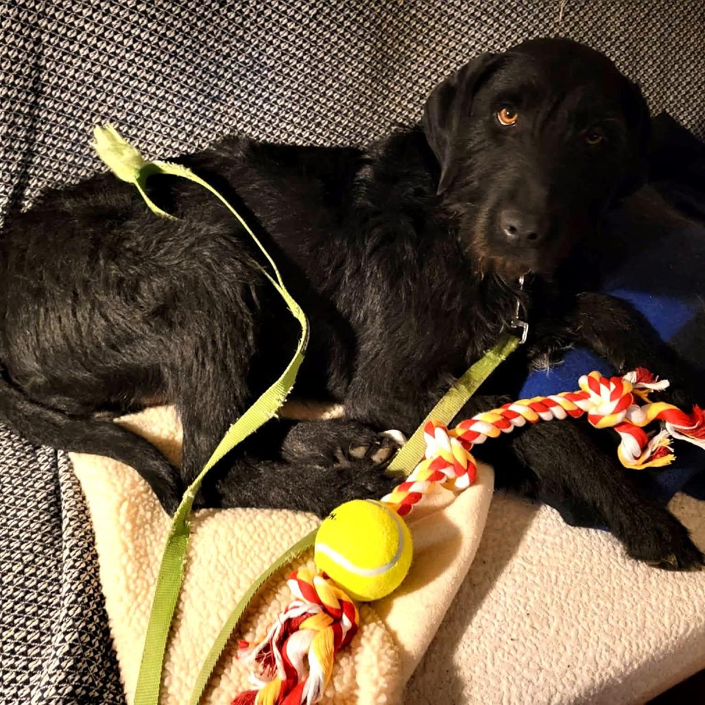 Enlarge Scotty, a Adoptable mixed breed in TONASKET, WA image 1/4