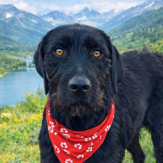 Enlarge Scotty, a Adoptable mixed breed in TONASKET, WA image 2/4