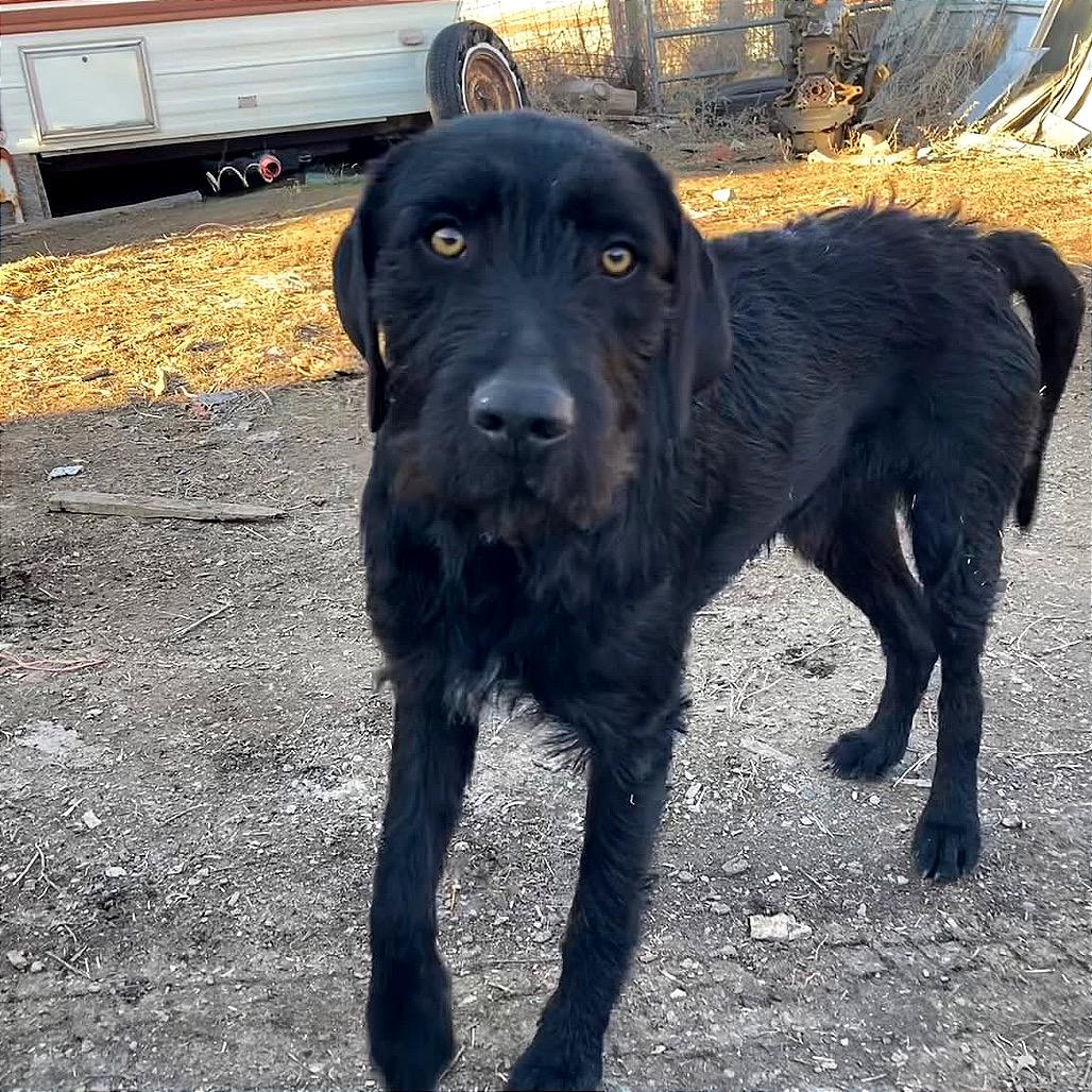 Enlarge Scotty, a Adoptable mixed breed in TONASKET, WA image 3/4