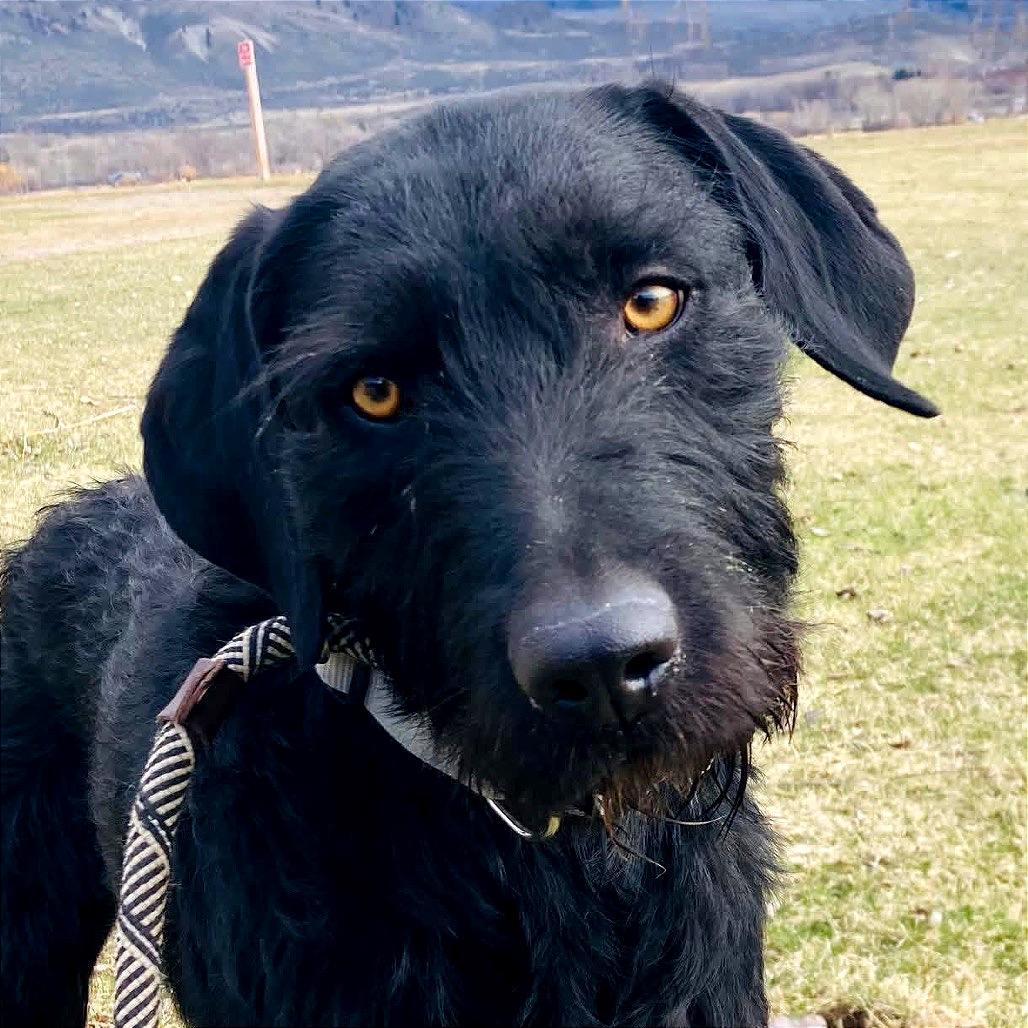 Enlarge Scotty, a Adoptable mixed breed in TONASKET, WA image 4/4