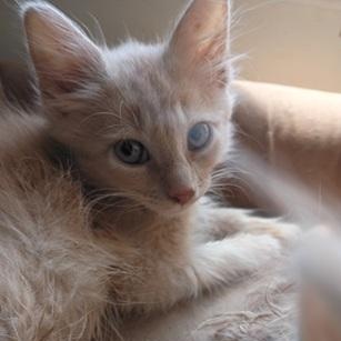 Enlarge Elf, a ADOPTABLE Domestic Medium Hair in Ocean Isle Beach, NC image 1/1