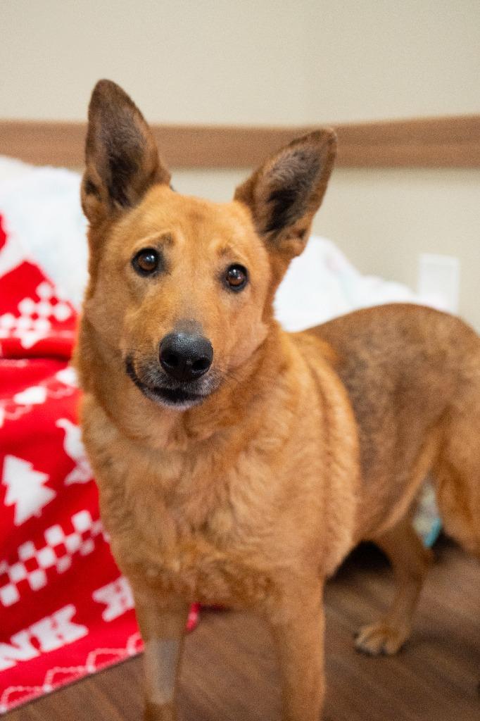 Enlarge Cariboo, a Adoptable Shepherd in Christiansburg, VA image 1/3
