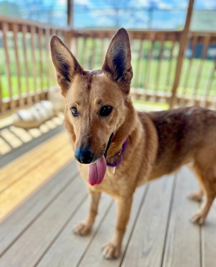 Enlarge Cariboo, a Adoptable Shepherd in Christiansburg, VA image 2/4