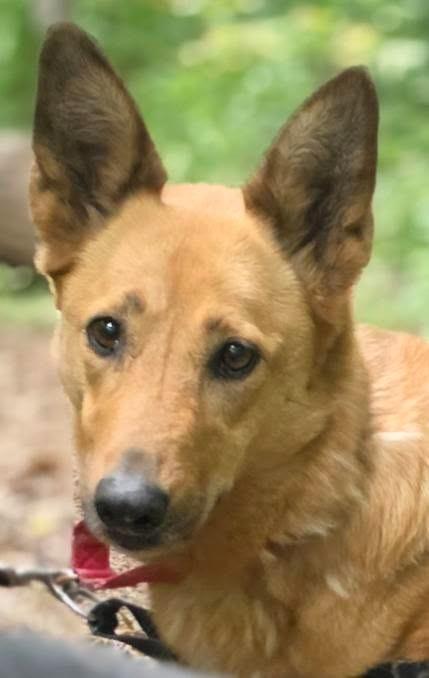 Cariboo *Sponsored adoption, a Adoptable Shepherd in Christiansburg, VA image 4/6