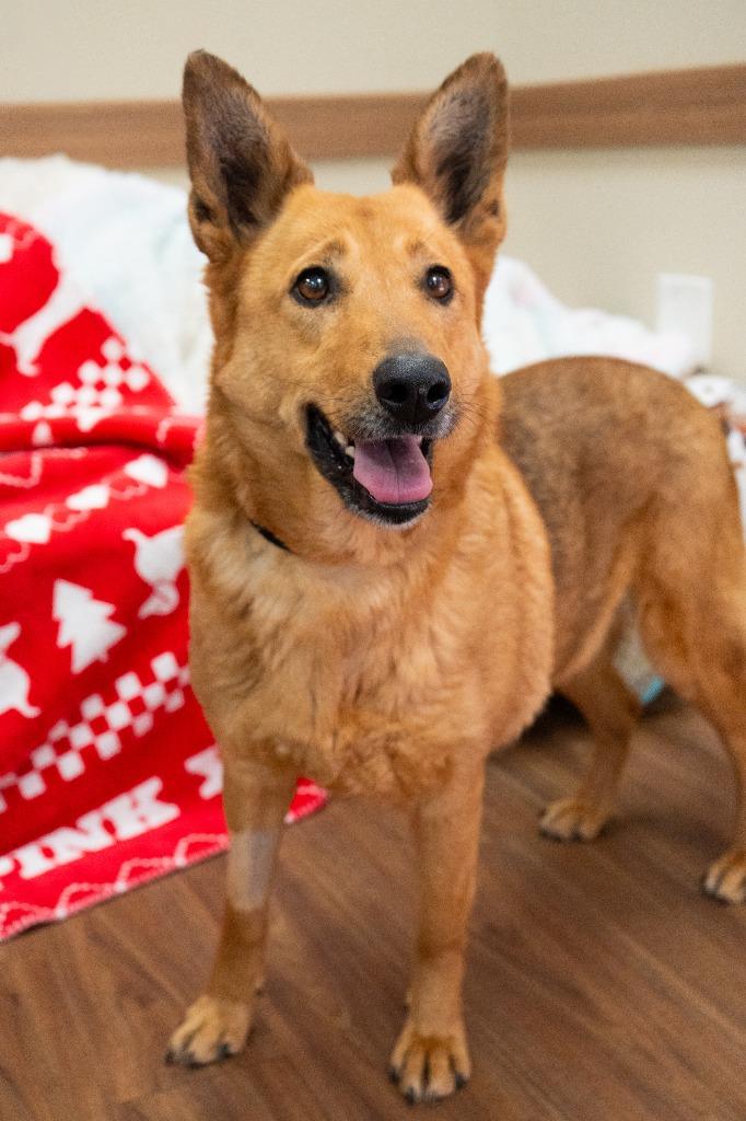 Enlarge Cariboo, a Adoptable Shepherd in Christiansburg, VA image 3/3