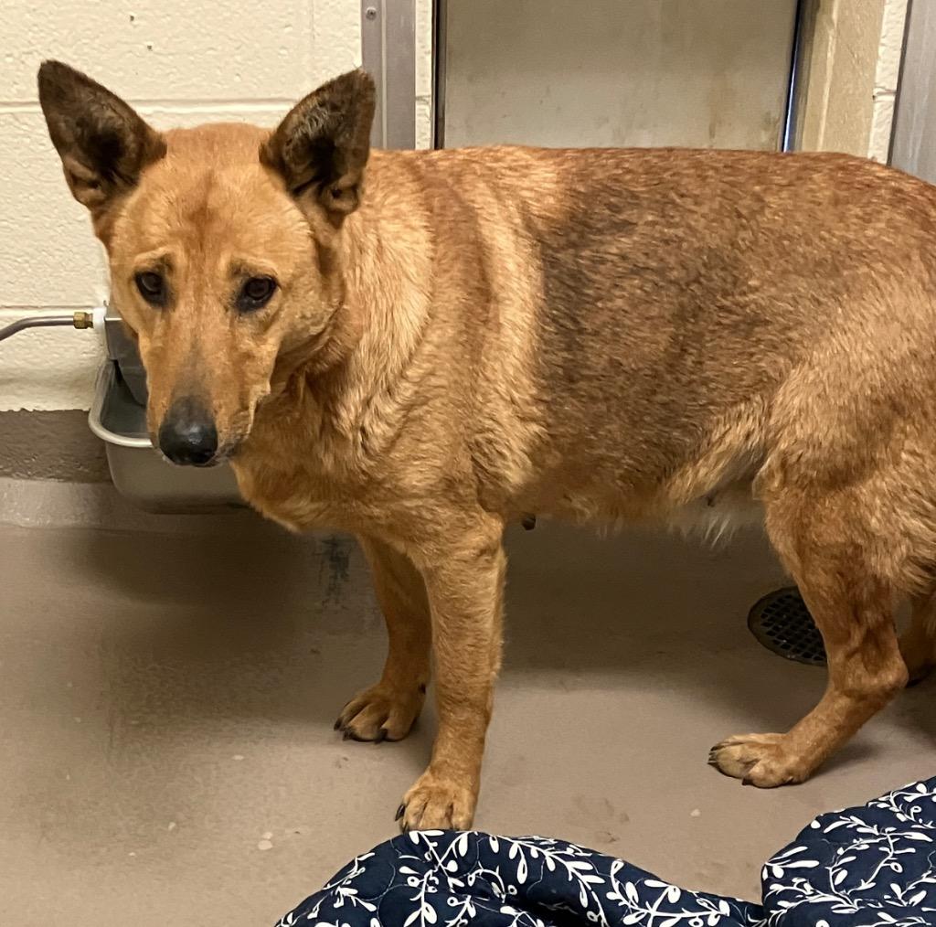 Enlarge Cariboo, a Adoptable Shepherd in Christiansburg, VA image 1/1