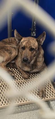 Yeti, Adoptable, Adult Male Mixed Breed & Mixed Breed.