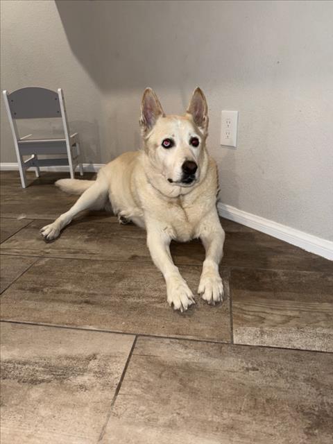 COSMO, Adoptable, Adult Male Siberian Husky.