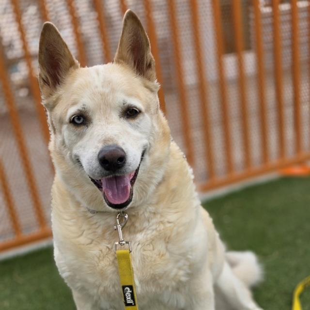 COSMO, Adoptable, Adult Male Siberian Husky.