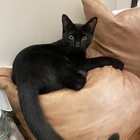 Macho, a ADOPTABLE Domestic Short Hair in Frederick, MD image 2/3