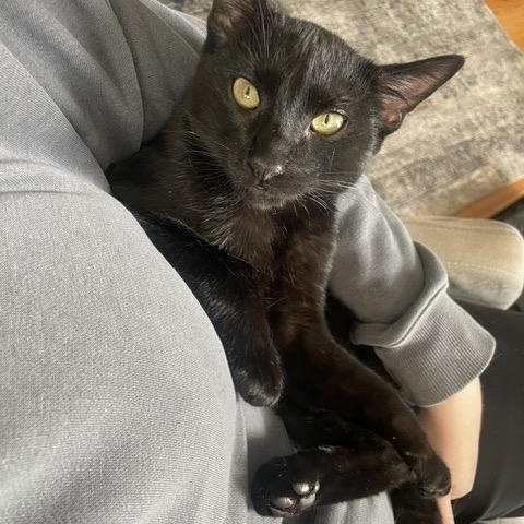 Macho, ADOPTABLE, Young Male Domestic Short Hair.