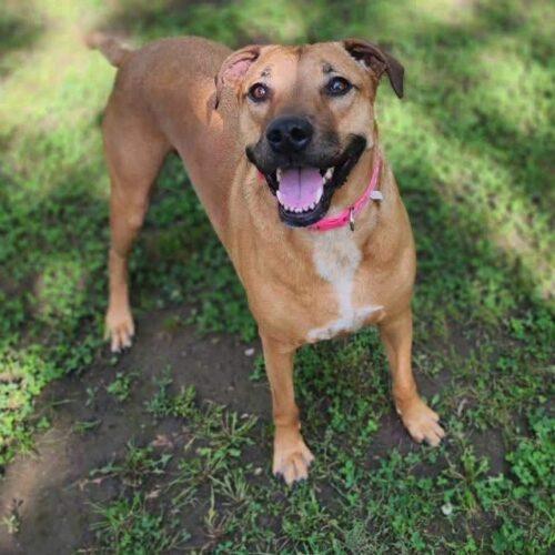 Enlarge Hazel, a Adoptable Labrador Retriever in Broken Arrow, OK image 1/6
