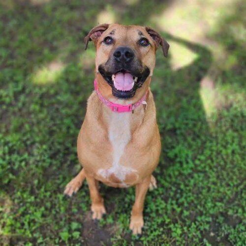 Enlarge Hazel, a Adoptable Labrador Retriever in Broken Arrow, OK image 2/6