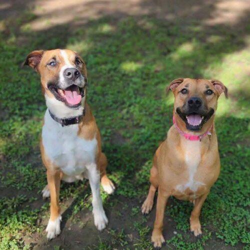 Enlarge Hazel, a Adoptable Labrador Retriever in Broken Arrow, OK image 3/6
