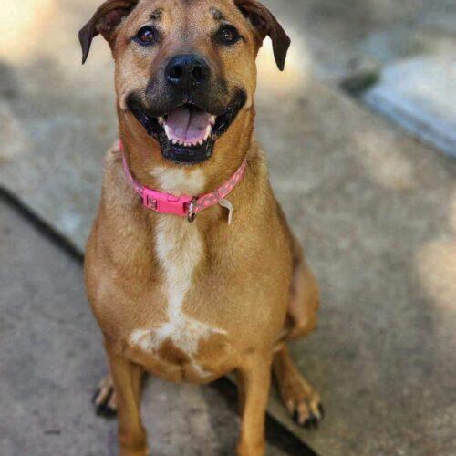 Enlarge Hazel, a Adoptable Labrador Retriever in Broken Arrow, OK image 4/6