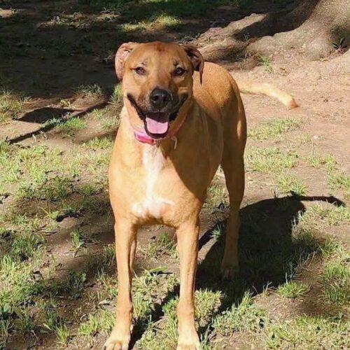 Enlarge Hazel, a Adoptable Labrador Retriever in Broken Arrow, OK image 5/6