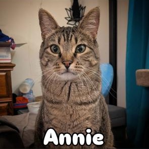 Annie and Ashoka, a ADOPTABLE mixed breed in Monticello, MN image 2/3