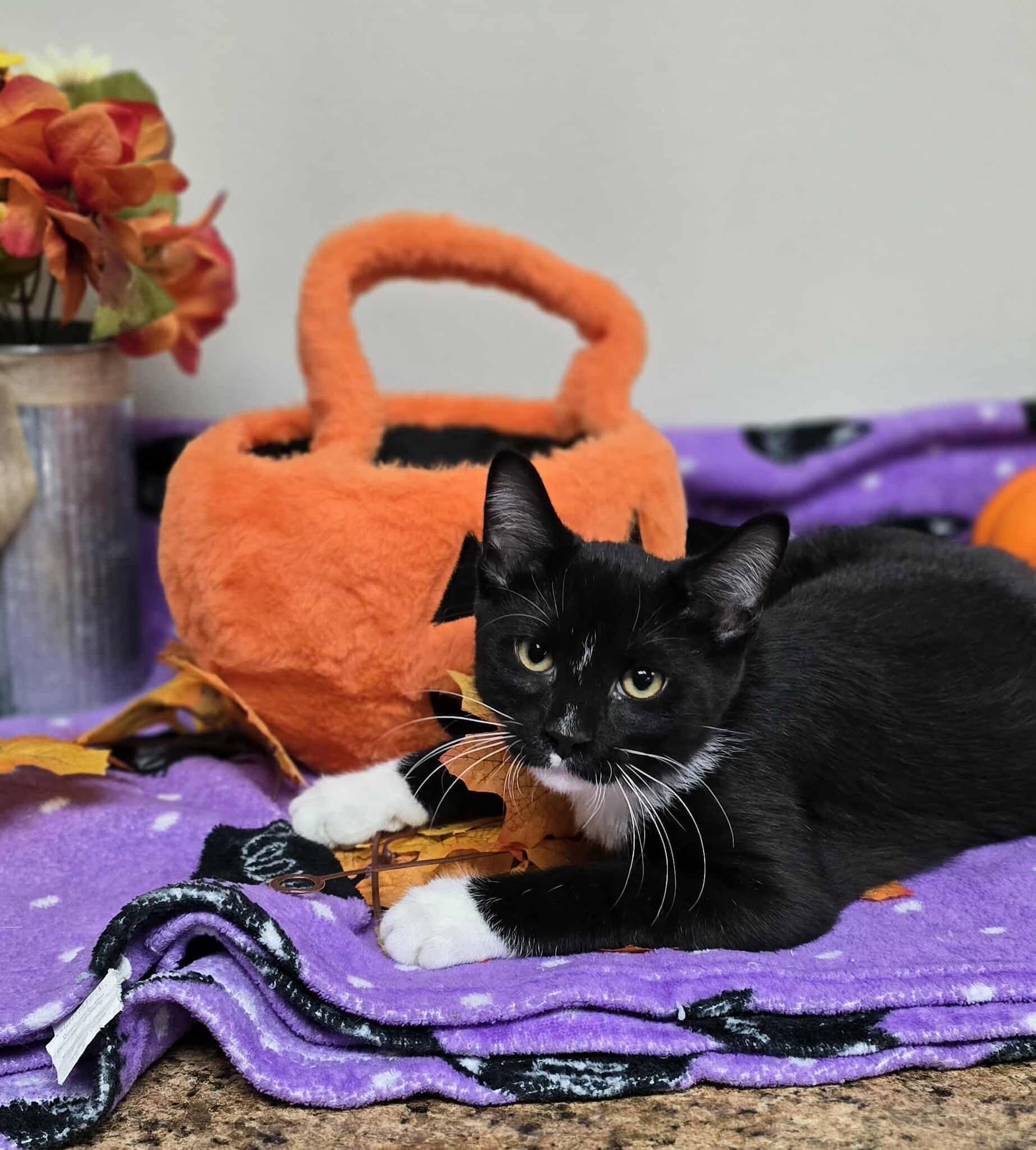 Merlin