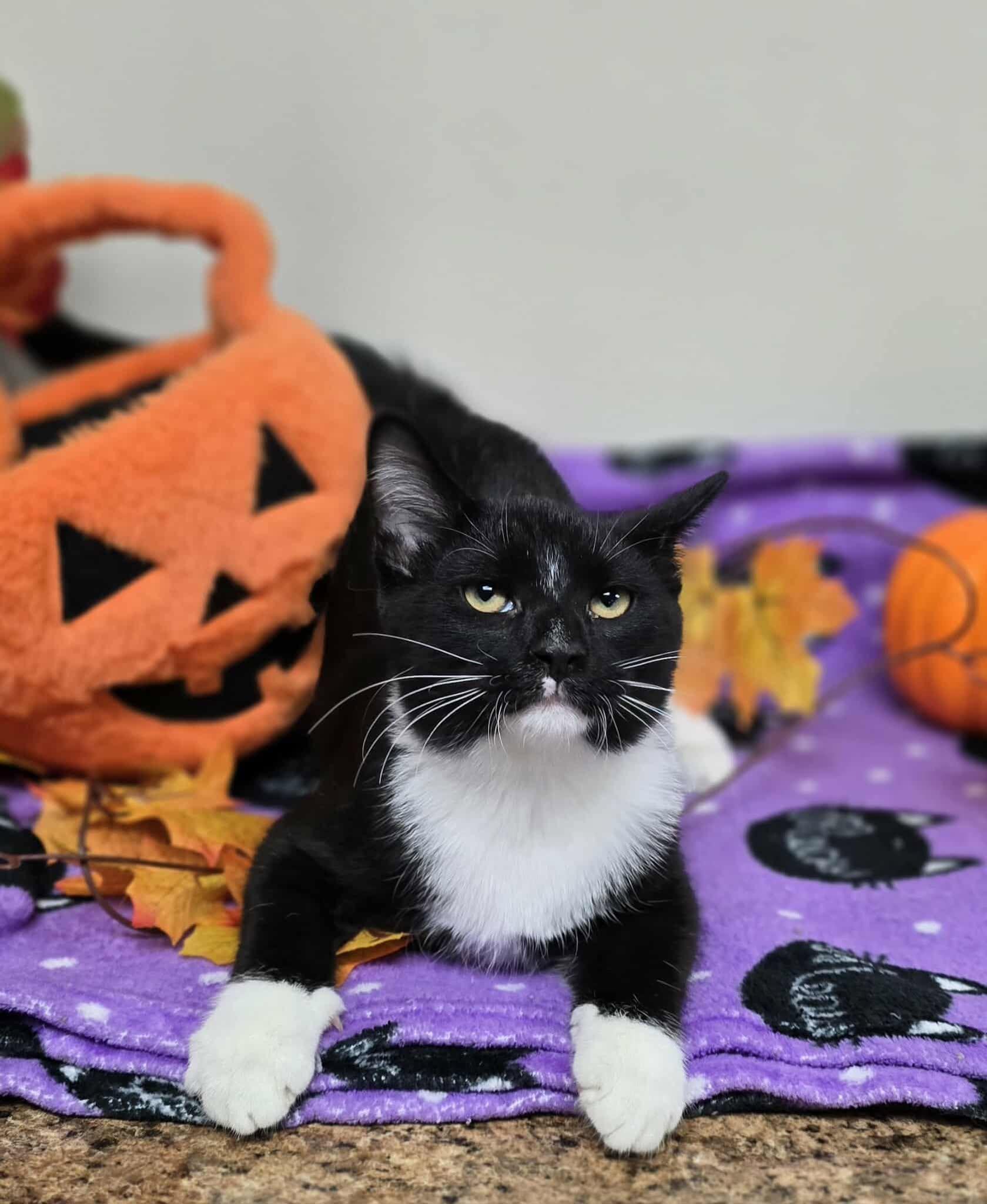 Merlin