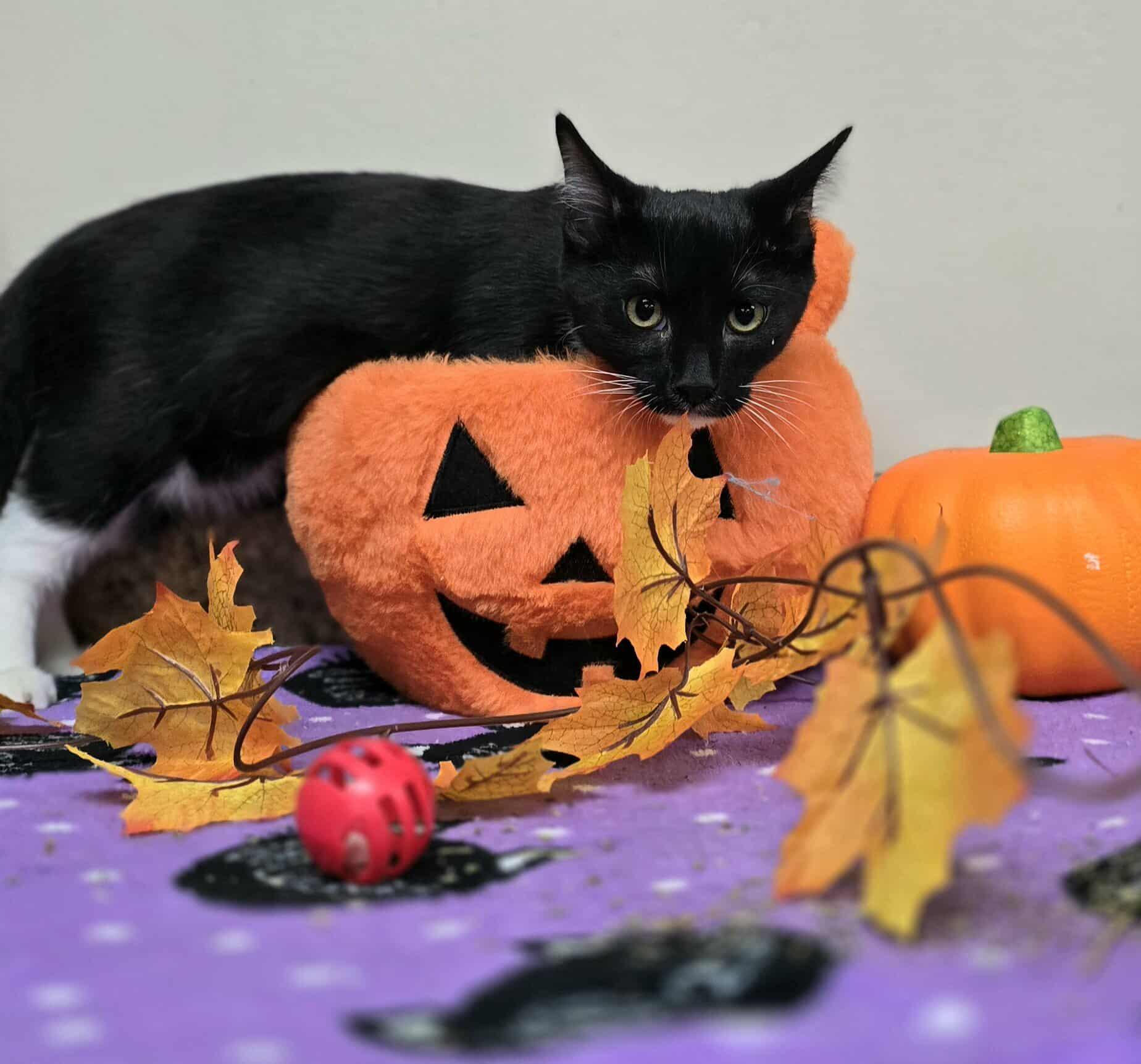 Merlin