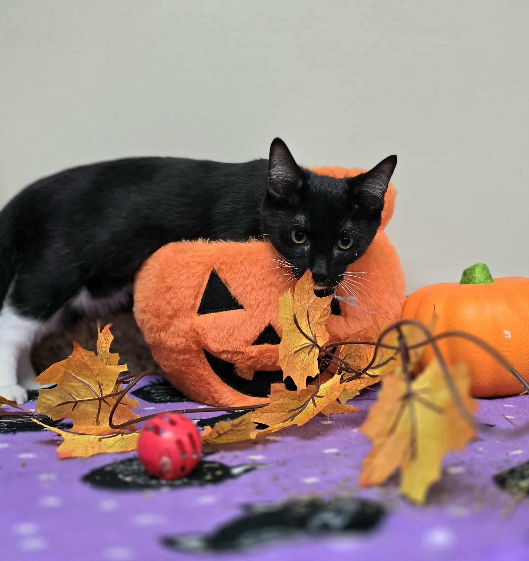 Merlin
