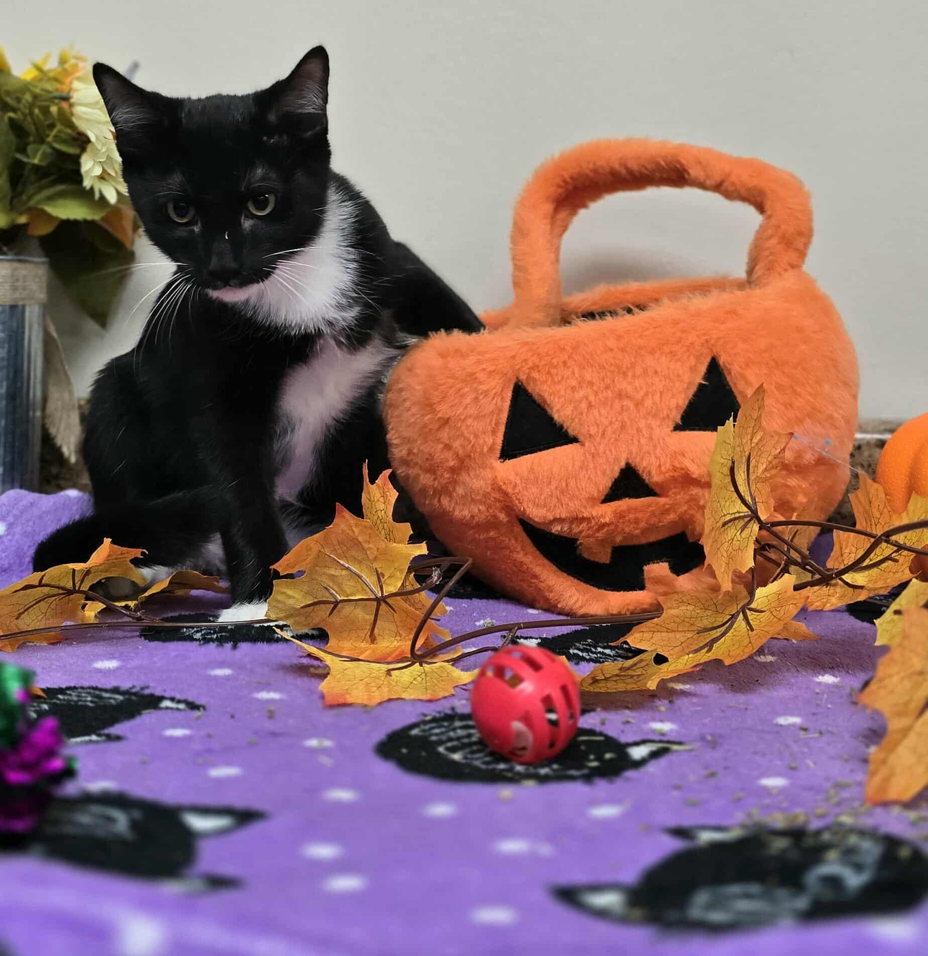 Merlin