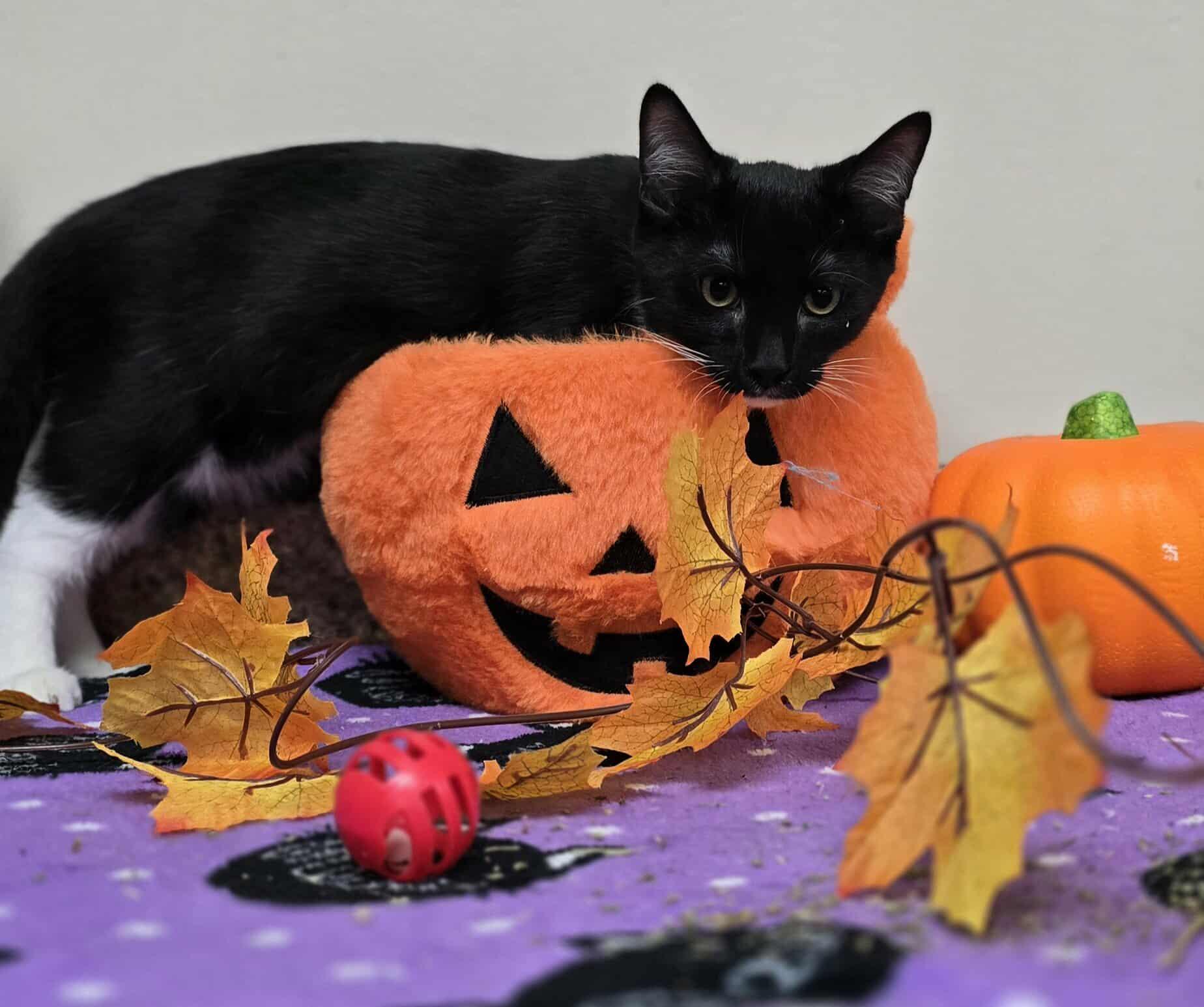 Merlin