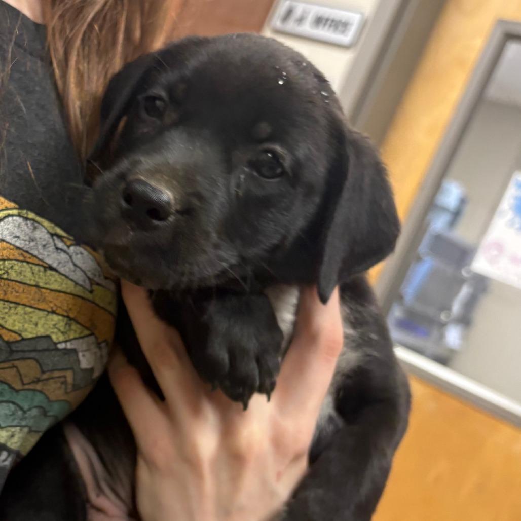 Evergreen- 090901U, Adoptable, Puppy Male Labrador Retriever & Mixed Breed.