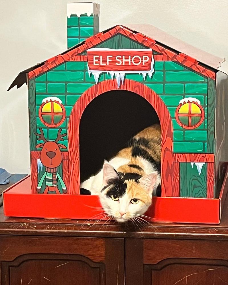 Magnolia, a Adopted Domestic Short Hair in Clarksville, TN image 1/3