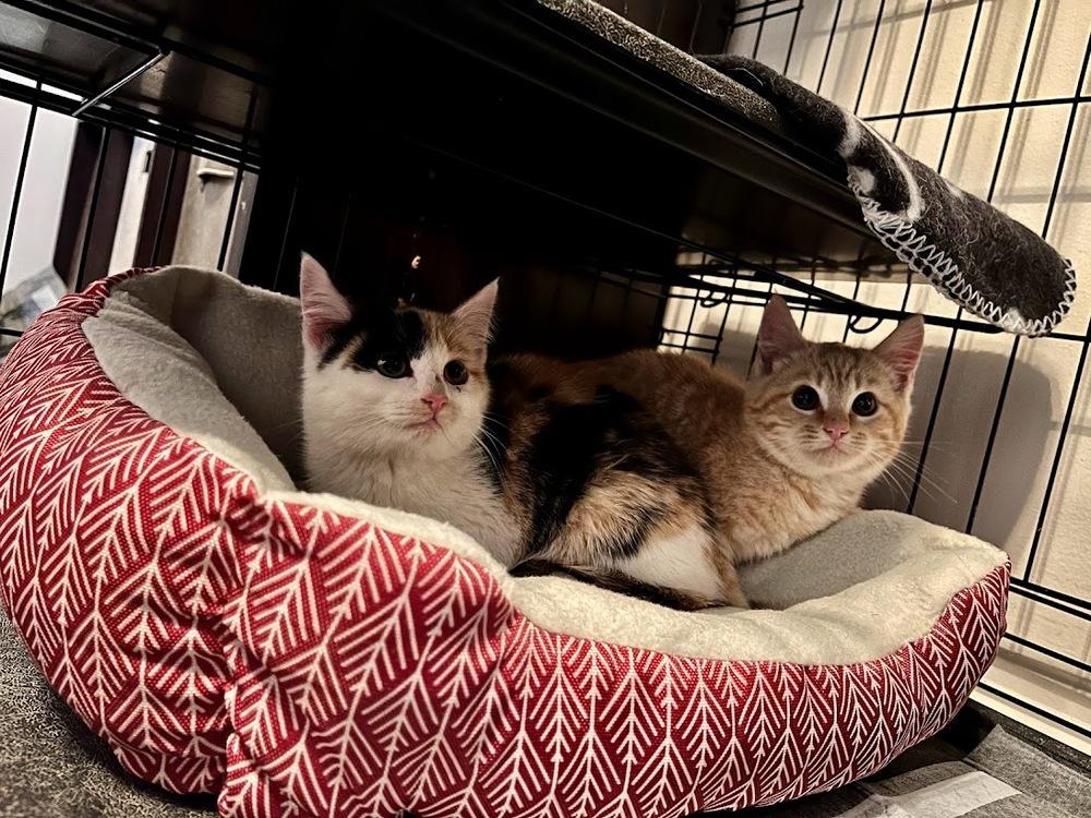 Magnolia, a Adopted Domestic Short Hair in Clarksville, TN image 3/3