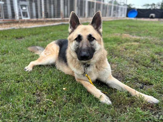 Enlarge Hopper (Charlie), a Adoptable German Shepherd Dog in Tucson, AZ image 2/2