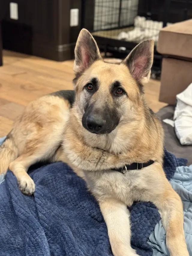 Hopper (Charlie), Adoptable, Adult Male German Shepherd Dog.