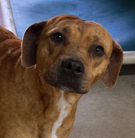 Mama, Adoptable, Young Female Pit Bull Terrier & Labrador Retriever.