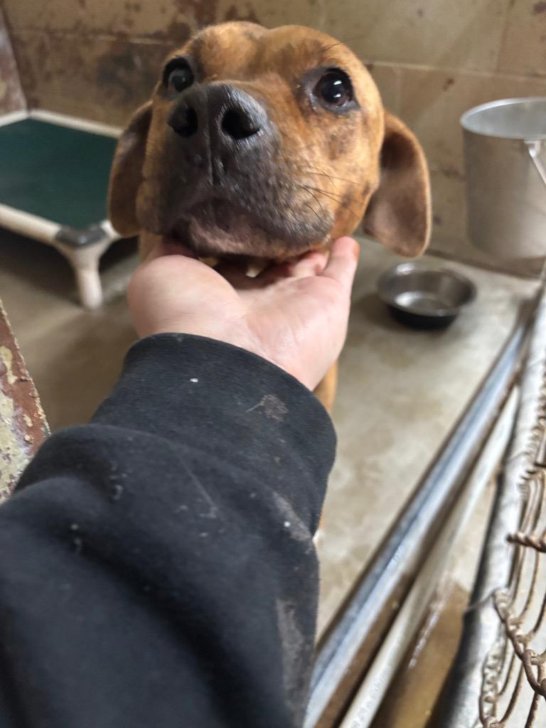 Enlarge Mama, a Adoptable mixed breed in Swainsboro, GA image 2/4