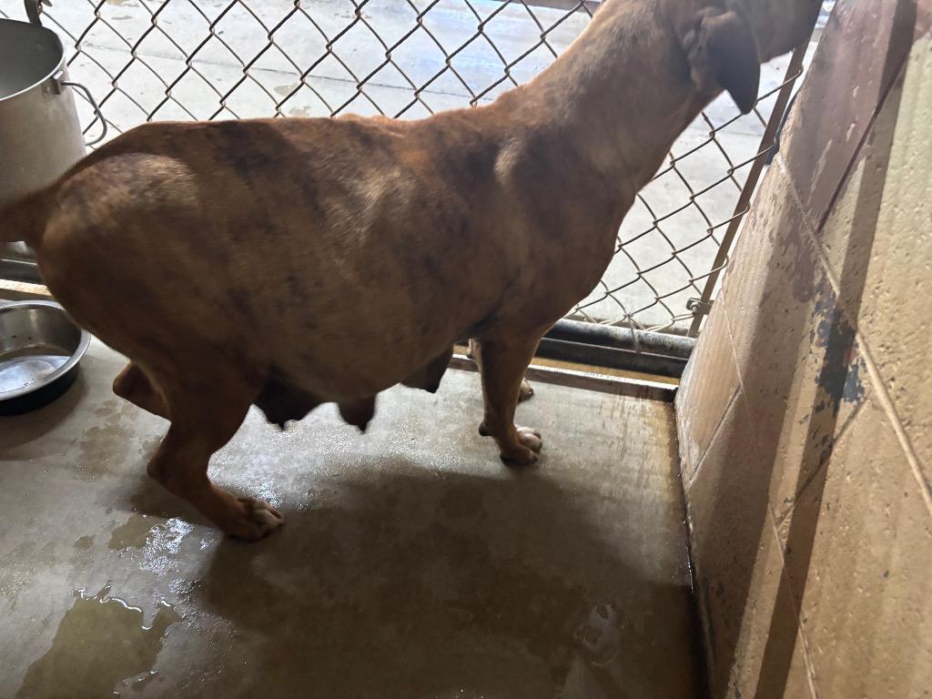 Enlarge Mama, a Adoptable mixed breed in Swainsboro, GA image 3/4